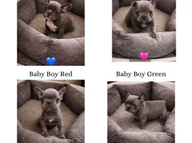 French Bulldog