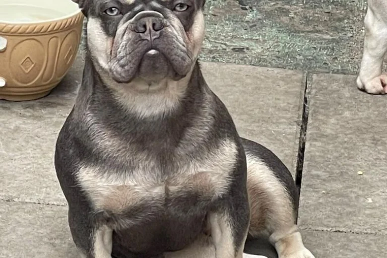 French Bulldog