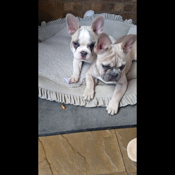 French Bulldog