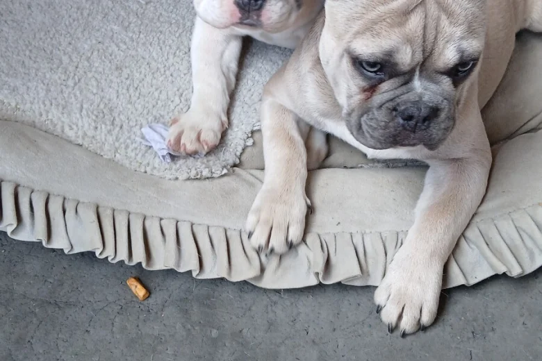 French Bulldog