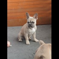 French Bulldog