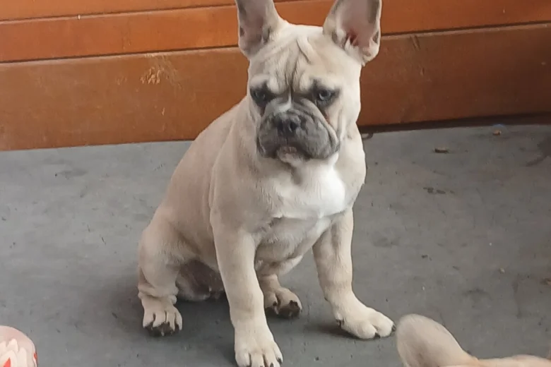 French Bulldog