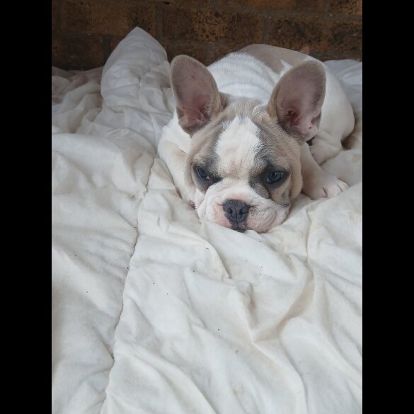 French Bulldog