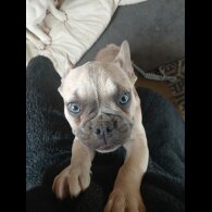 French Bulldog