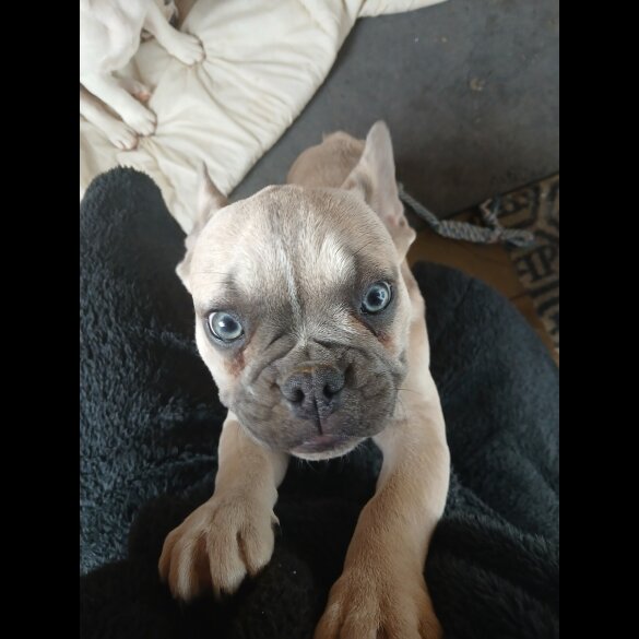French Bulldog