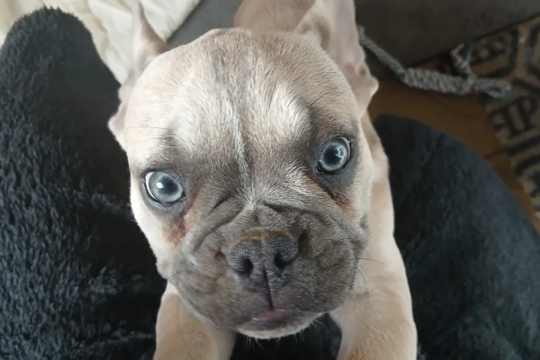French Bulldog