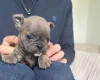 Mixed Breed