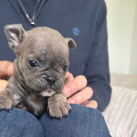 French Bulldog
