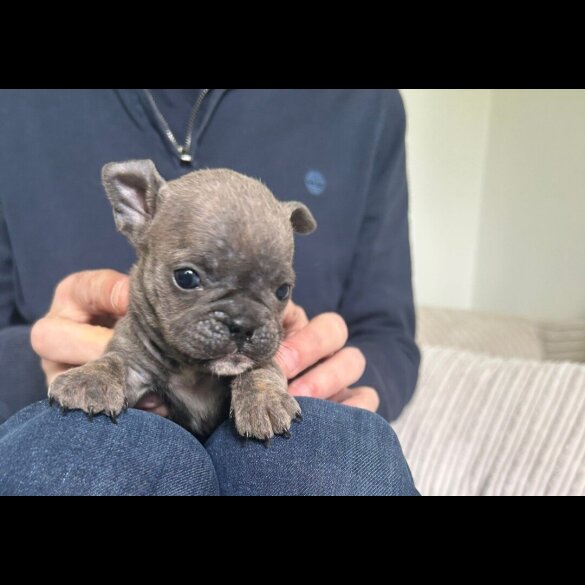 Mixed Breed