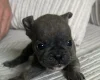 Mixed Breed
