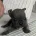 Mixed Breed