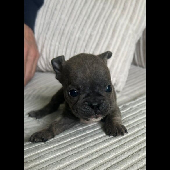 Mixed Breed