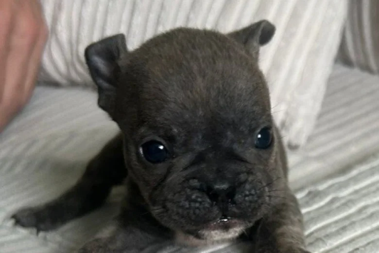 Mixed Breed
