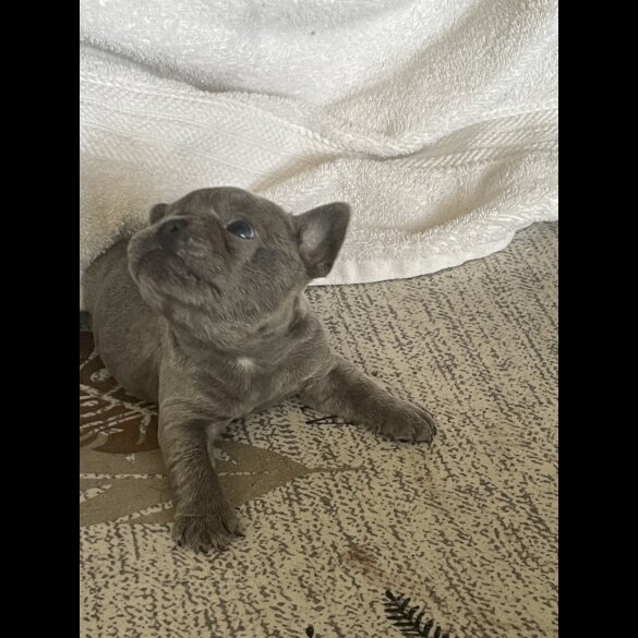 French Bulldog