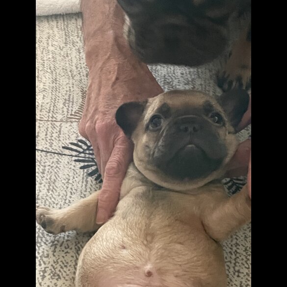French Bulldog