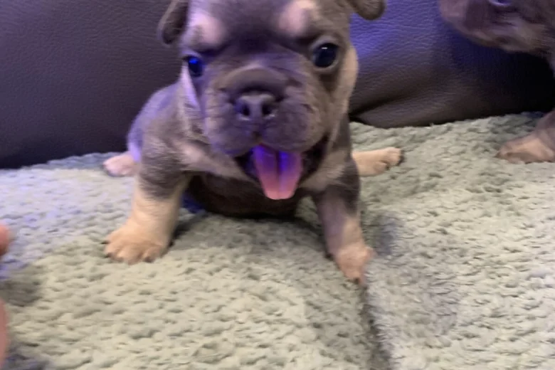 French Bulldog