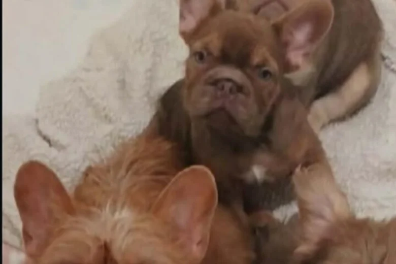 French Bulldog