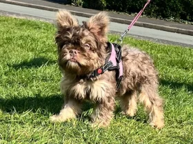 French Bulldog