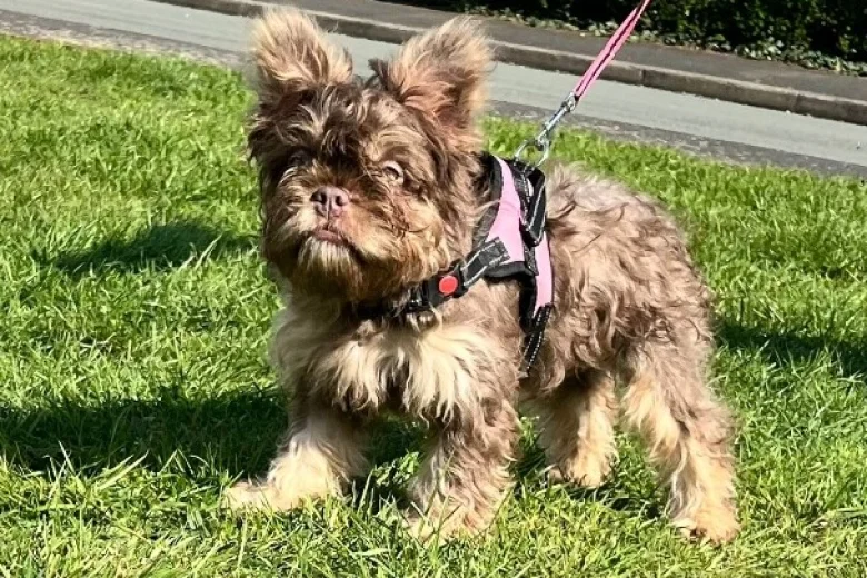 French Bulldog