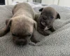 Mixed Breed