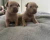 Mixed Breed