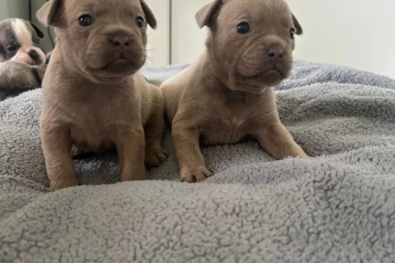 Mixed Breed