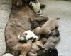 Mixed Breed
