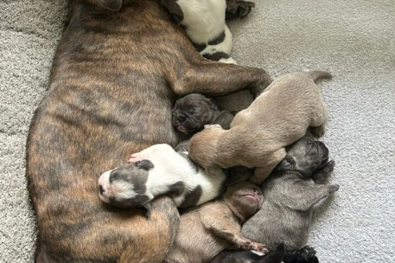 Mixed Breed