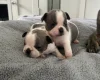 Mixed Breed