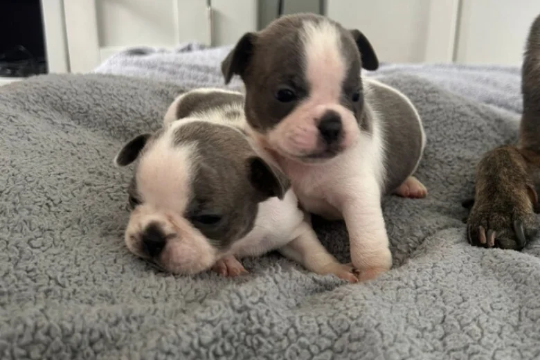Mixed Breed
