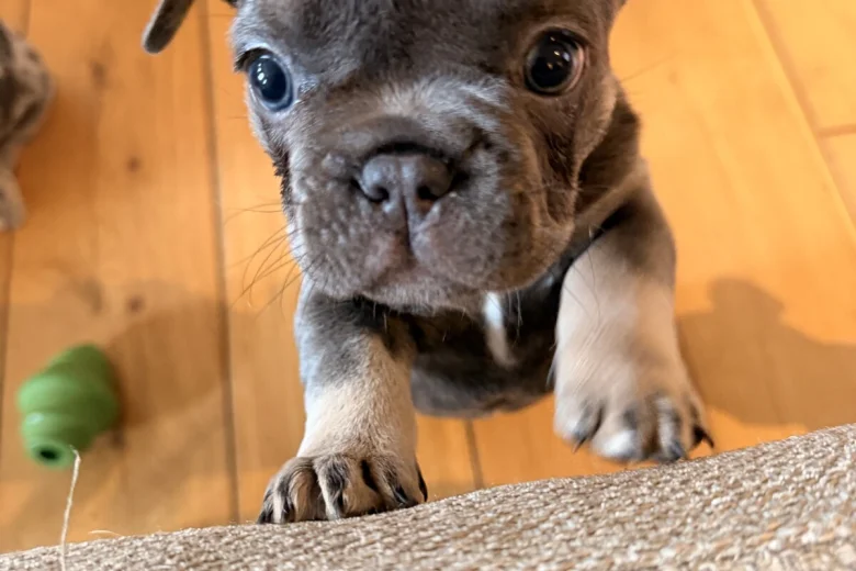French Bulldog