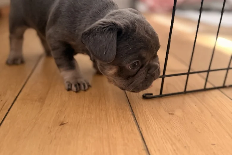 French Bulldog