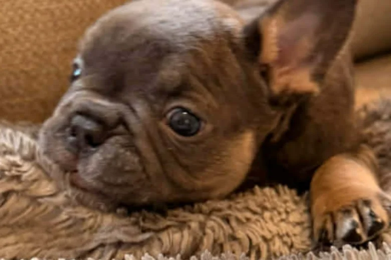 French Bulldog