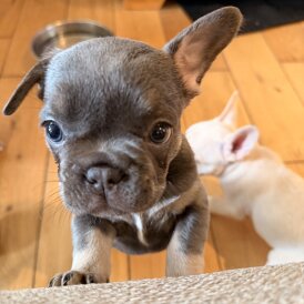 French Bulldog