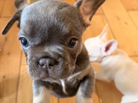 French Bulldog