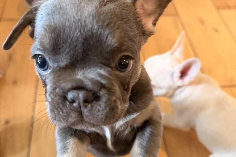 French Bulldog