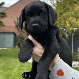 Labrador Retriever
