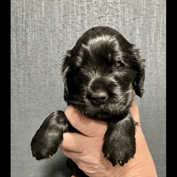 Cocker Spaniel (Show)
