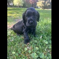 Cocker Spaniel (Show)