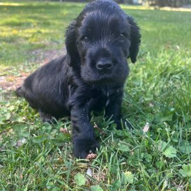 Cocker Spaniel (Show)