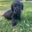 Cocker Spaniel (Show)