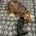 Cocker Spaniel (Show)