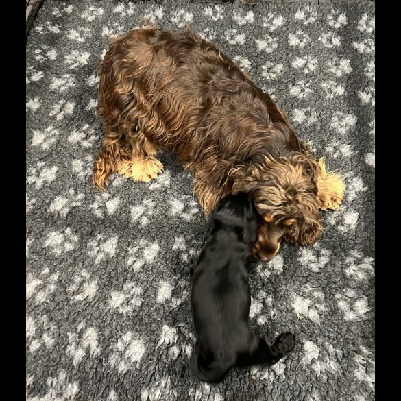Cocker Spaniel (Show)