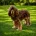 Cocker Spaniel (Show)