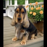 Cocker Spaniel (Show)