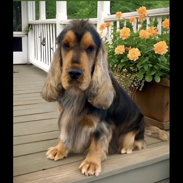 Cocker Spaniel (Show)