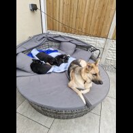 German Shepherd (Alsatian)