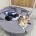 German Shepherd (Alsatian)