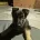 German Shepherd (Alsatian)