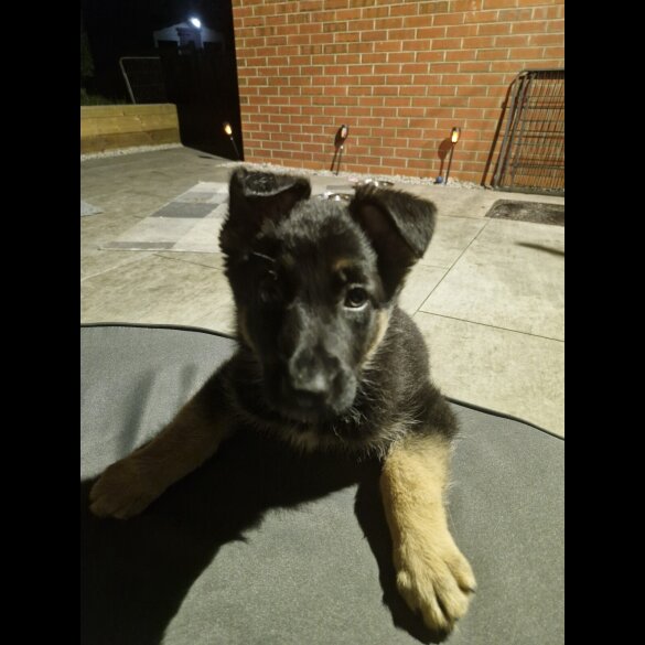 German Shepherd (Alsatian)